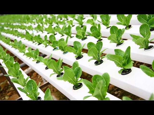 qué hace exactamente un 	Técnico/a en mantenimiento de sistemas de cultivo hidropónico en el espacio
