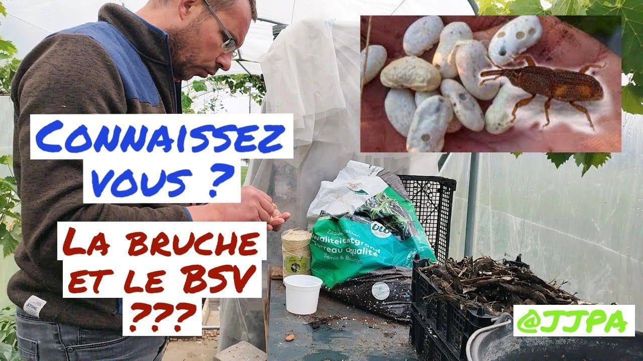 BSV OPPORTUNITIES A FCRE